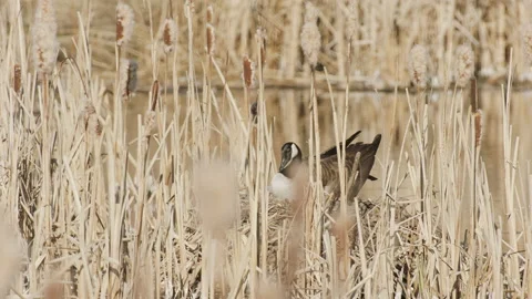 Canada goose settles on nest in marsh reeds, 4k Stock Footage 170459172