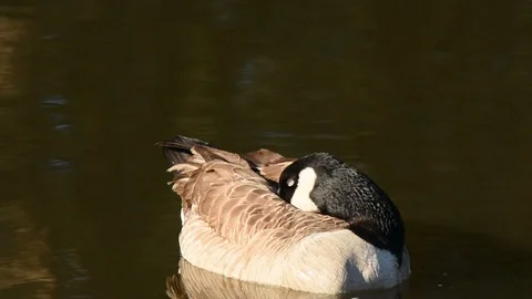 Canada Goose sleeping 스톡 동영상 86219801