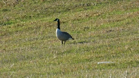 A Canada goose slowly walks over a Stock Video Pond5