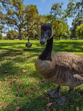 Canada goose standing close to camera on green grass at park Stock Photos