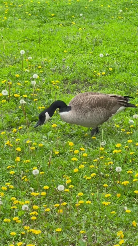 Canada goose standing in a meadow filled with yellow dandelions Видео 334824324