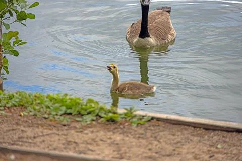Canada goose standing on riverside path Stock-Fotos