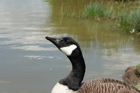 Canada goose staring up Stock Photos