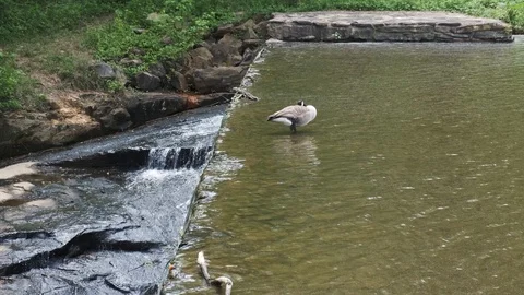 Canada Goose on Stone Dam Video stock 107165809