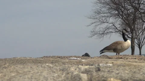 A canada goose on a stone wall Видео 37995876