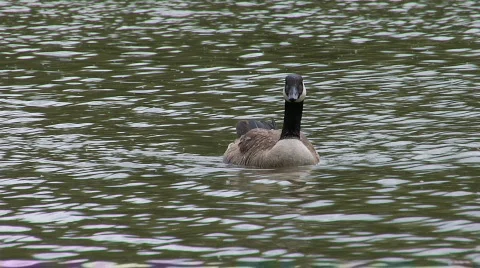 Canada Goose Swims Toward Camera 1 Stock Footage 758152