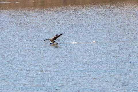 Canada Goose taking Flight Stock Photos