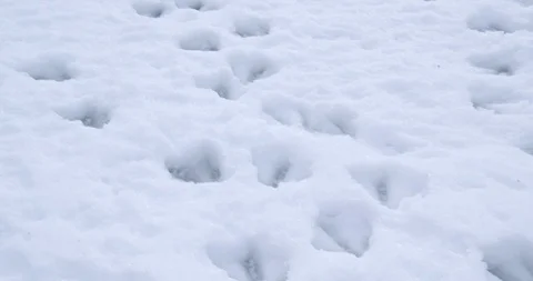 Canada Goose tracks in deep snow Stock-Footage 129784741