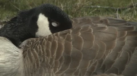 Canada Goose Trying to Fall Asleep Stock Footage 62596392
