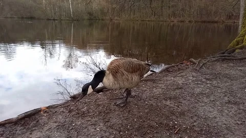 Canada Goose Walking Along Forest Lake Shore and Drinking Water Stock Footage 336927562