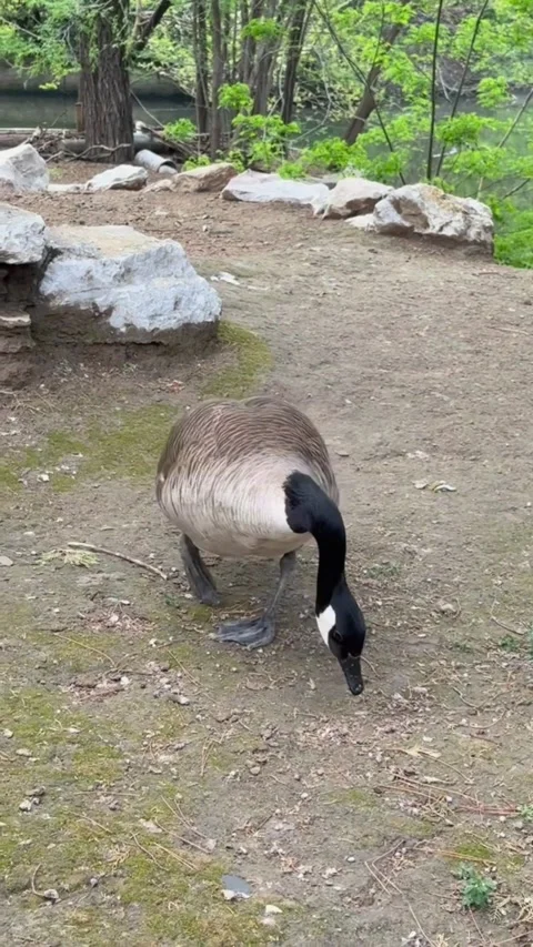 A canada goose walking on a dirt path near a pond in a park Vidéo 334269183
