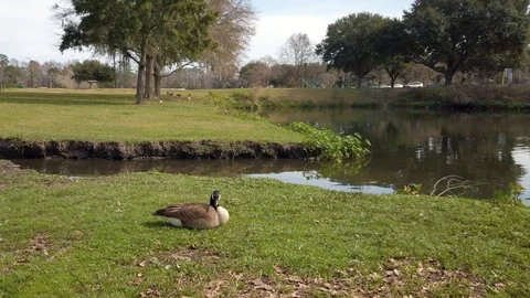 Canada Goose Walking Stock Footage 124165596