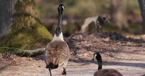 Canada goose walking lakeside Stock Footage 297408065