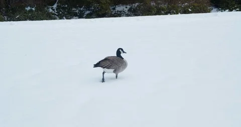 Canada Goose walking in snow Stock Footage 129785140