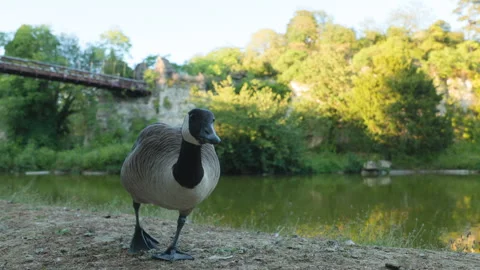 Canada Goose Walking Towards Camera by Lake with Suspension Bridge at Parc des B Stock Footage 338383796