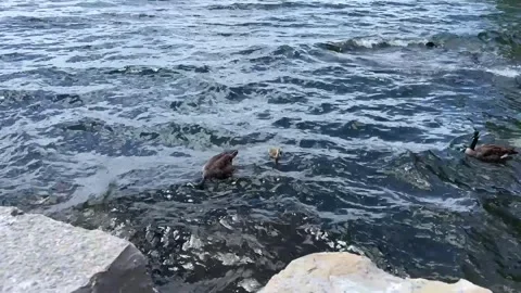 Canada gooses with gosling floating on the lake 스톡 동영상 344828348