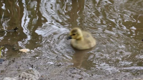 Canada Gosling Stock Footage 91106397