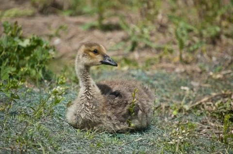 Canada Gosling in the Grass Stock Photos