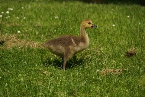 Canada Gosling Foto stock
