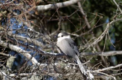 Canada Jay AKA Gray Jay 写真素材