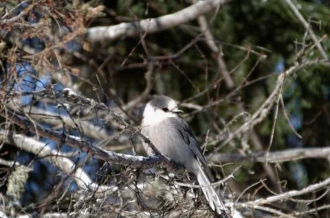 Canada Jay AKA Gray Jay 写真素材