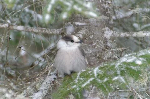 Canada Jay AKA Gray Jay 스톡 사진