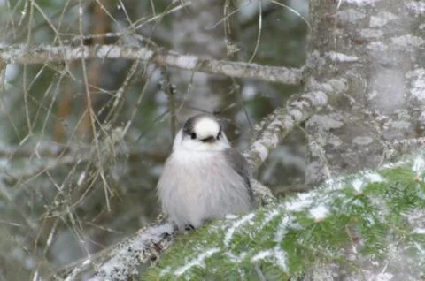 Canada Jay AKA Gray Jay 写真素材