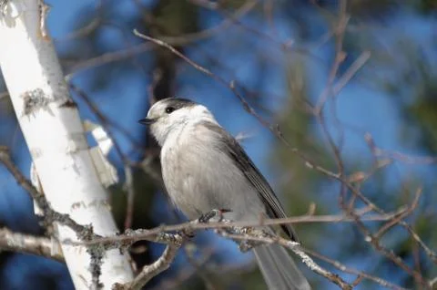 Canada Jay AKA Gray Jay Foto stock