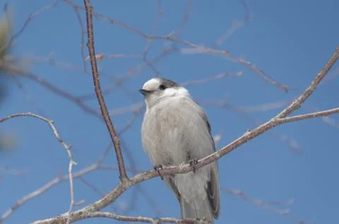 Canada Jay AKA Gray Jay 写真素材