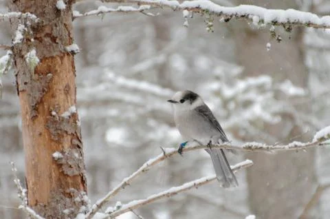 Canada Jay AKA Gray Jay 写真素材