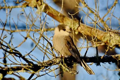 Canada Jay in Algonquin Park Stock Photos