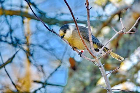 Canada Jay in Algonquin Park Stock Photos