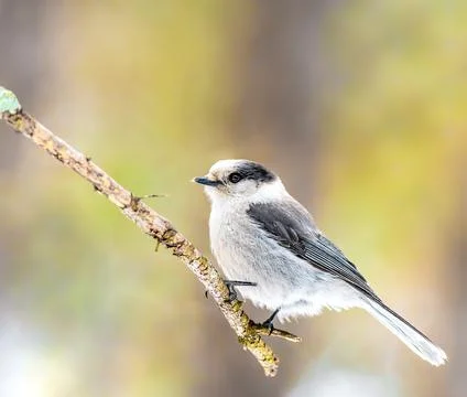 Canada Jay perched on a branch in Sax Sim Bog Stock Photos