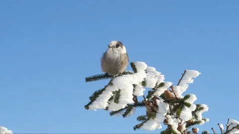  Canada Jay perched on a pine tree Stock Footage