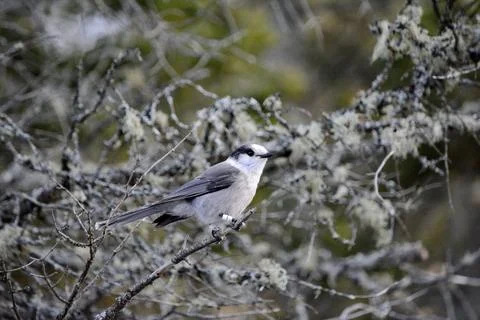 Canada Jay perched on a tree branch Stock Photos