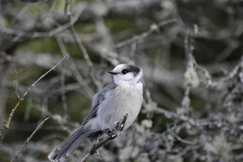 Canada Jay perched on a tree branch Stock Photos