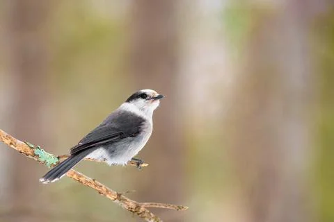Canada Jay perched on a tree during fall Stock Photos