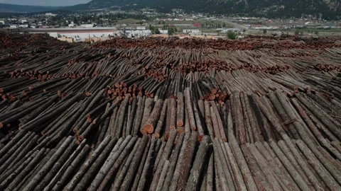 Canada Logs Storage At Sawmill Yard Vidéo 347653219