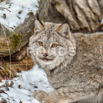 Canada Lynx Crouched in the Snow, Extreme Closeup Stock Photos