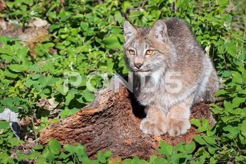 Canada Lynx Looking out into the Fresh Green Spring Landscape Stock Photos