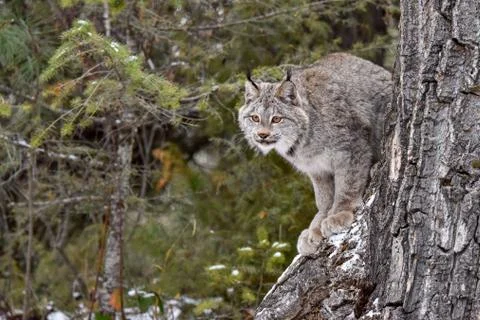 Canada Lynx perched on the side of a Tree Stock Photos