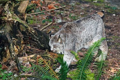 Canada lynx Stock Photos