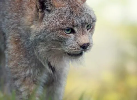 Canada Lynx Stock Photos