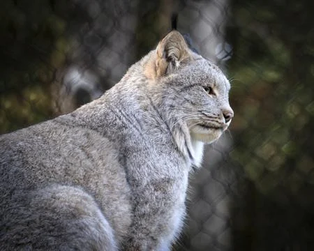 Canada Lynx Stock Photos