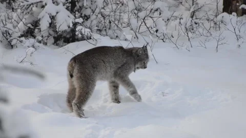 Canada Lynx Shoveling Snow Stock Footage