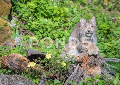 Canada Lynx Sitting on Top of a Hollow Log Stock Photos