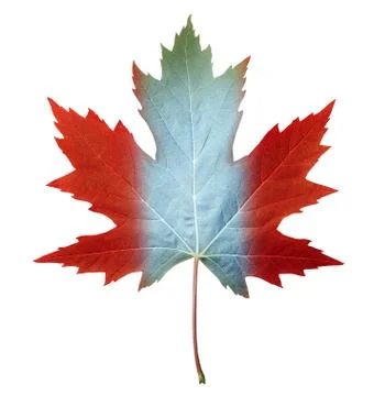 Canada maple leaf Stock Illustration