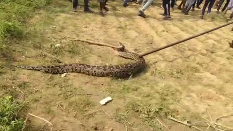 Canada: Massive 12-foot python causes panic in central India village, later... 動画素材 285589208