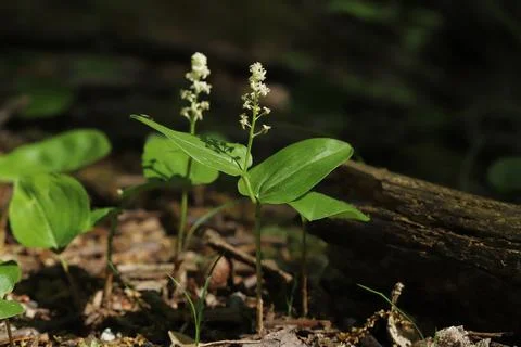Canada Mayflower (Maianthemum canadense)  Foto stock