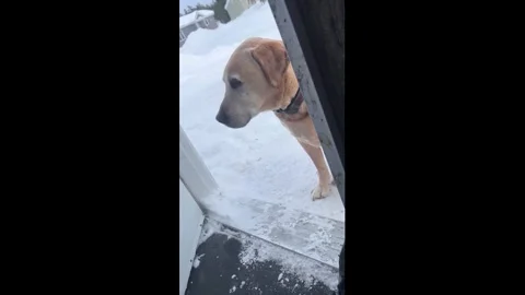 Canada: Senior dog chatters teeth while sitting in the snow in Nemaska, Q... Stock Footage 330311149